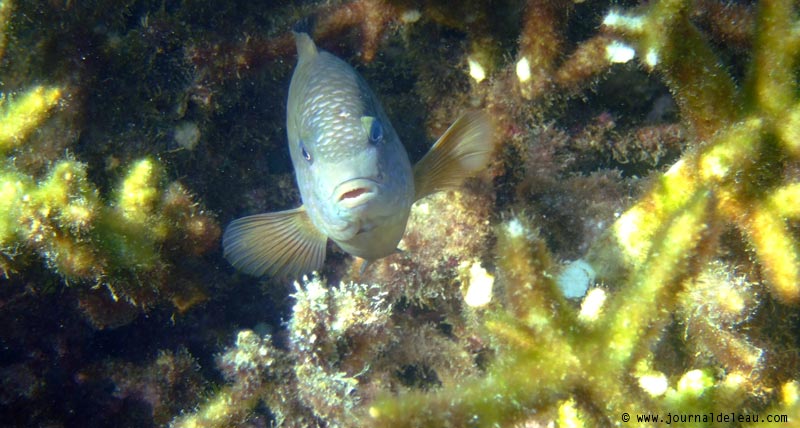 ile maurice blue bay