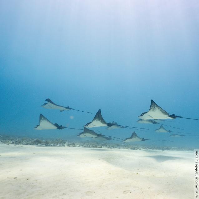 Le groupe des raies léopards de Moorea.