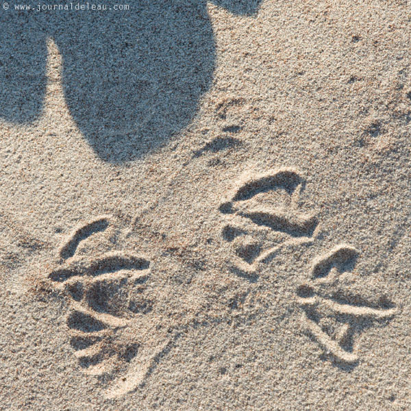 goélands dans le sable