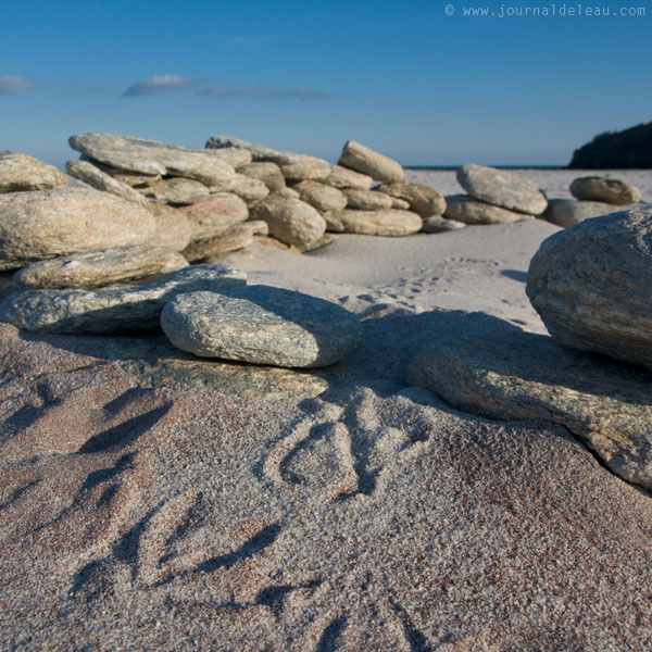 traces de goélands